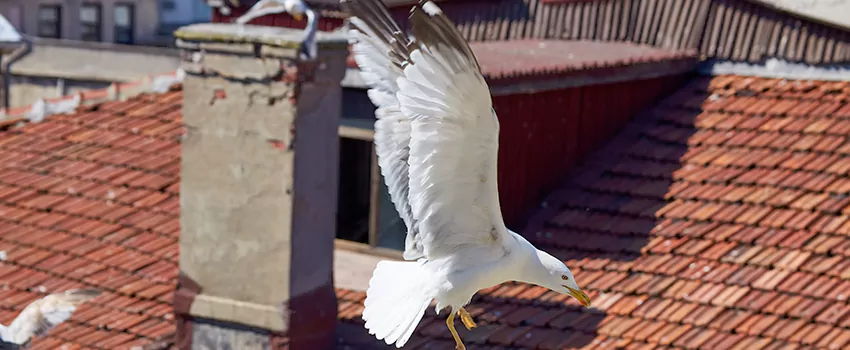 Residential Chimney Animal Removal Solution in Stockbridge, GA